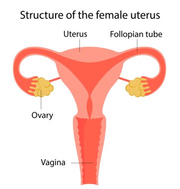 Dişi rahmin yapısı.