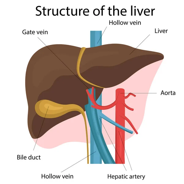 Karaciğer yapısının bozulması