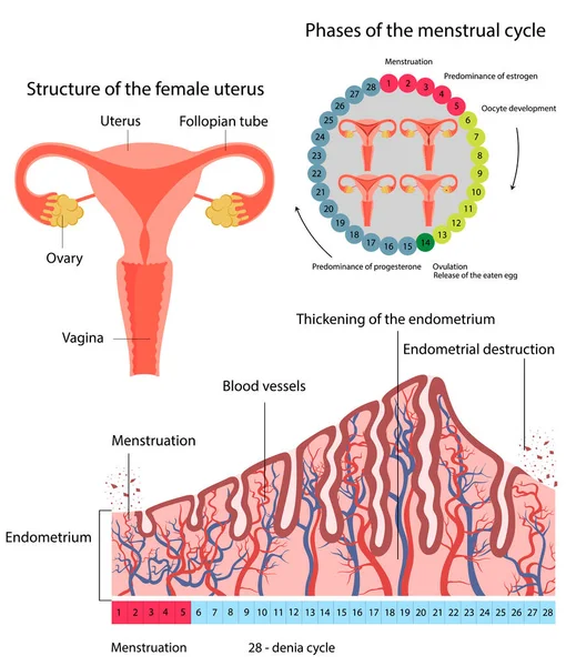 Rahim endometrisi tahribatındaki değişiklikler