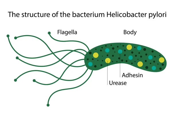 bakteri Helicobacter pylori