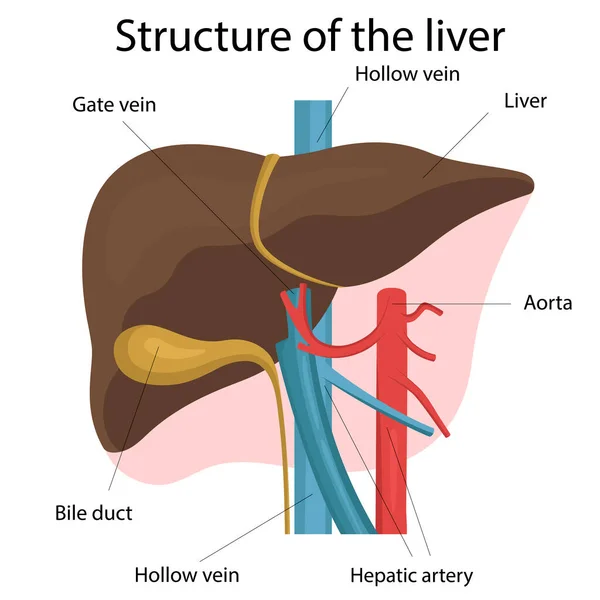 Llustration der Leberstruktur lizenzfreie Stockvektoren