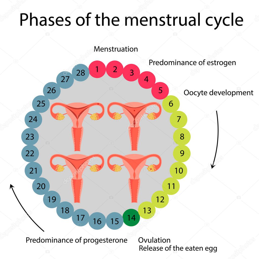 Vector Illustration Menstrual Cycle 28 Day Cycle Picture Of Menstruation Premium Vector In Adobe Illustrator Ai Ai Format Encapsulated Postscript Eps Eps Format vector illustration menstrual cycle 28