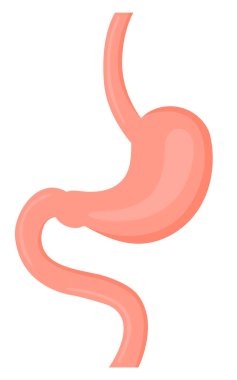 Bir adamın midesinin resmi.