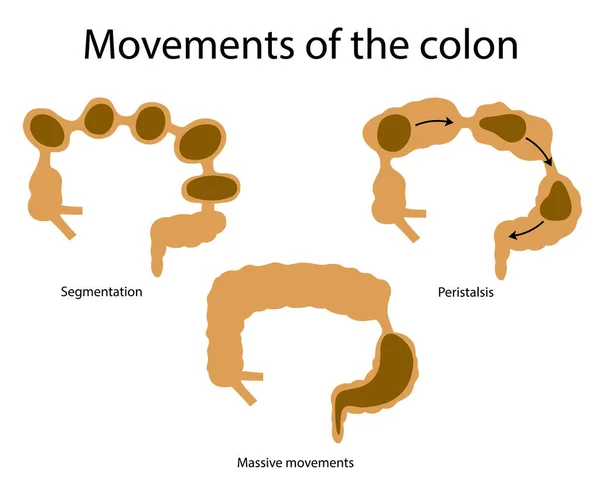 Movimientos del colon — Vector de stock