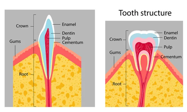 Diş yapısı. Tıbbi poster