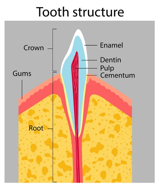 Diş yapısının vektör çizimi. Tıbbi poster