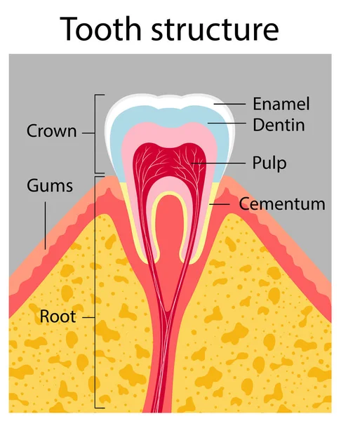 Estrutura dentária. Cartaz médico —  Vetores de Stock