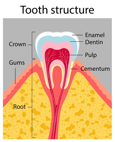 Estructura dental. Cartel médico — Archivo Imágenes Vectoriales