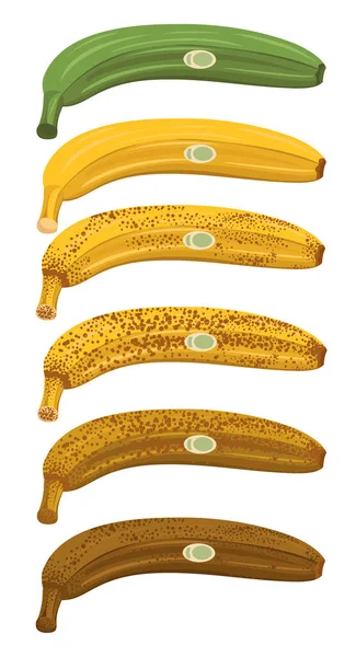 Muz olgunlaştırma aşamaları