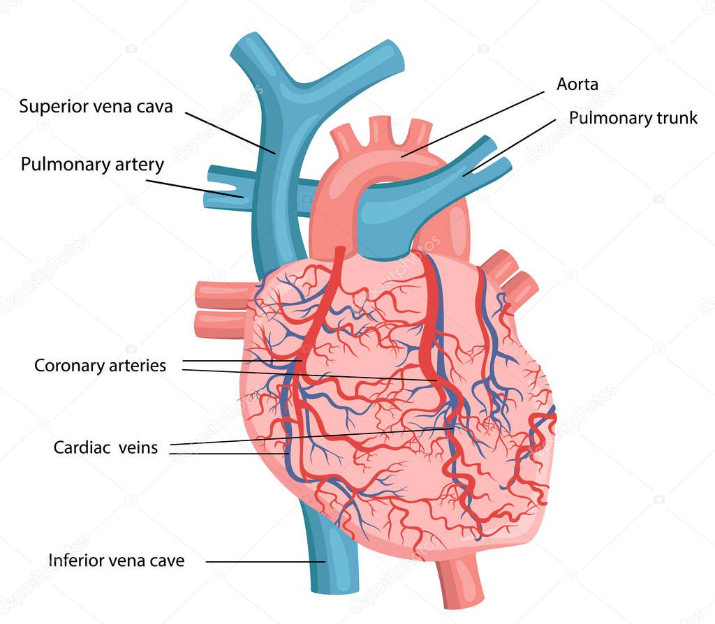 human heart structure