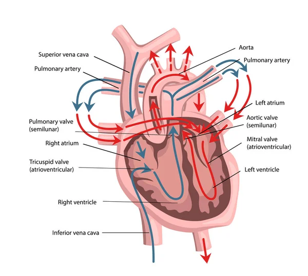 Estructura del corazón humano — Archivo Imágenes Vectoriales