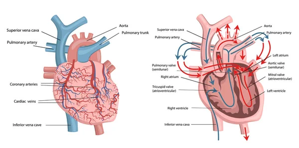İnsan kalp yapısı