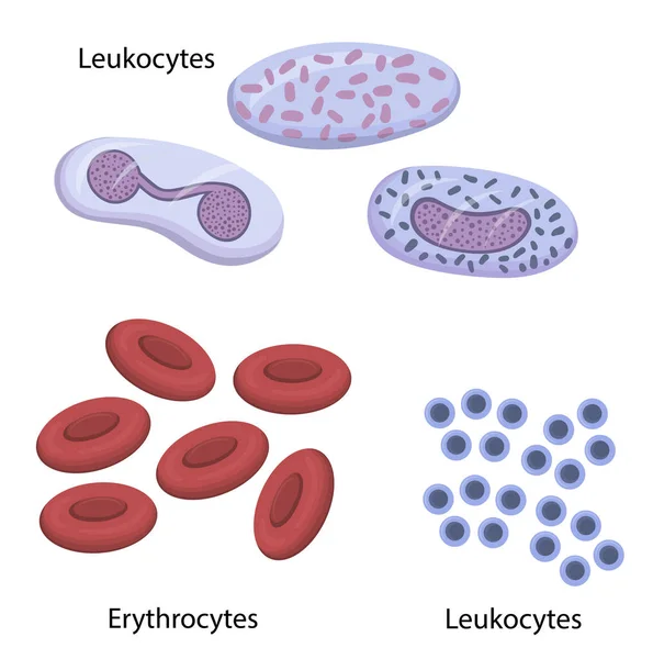 Leukocyter i blodet, erytrocyter — Stock vektor