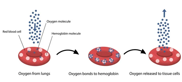 Vektorová ilustrace kyslíku a hemoglobinu. — Stockový vektor