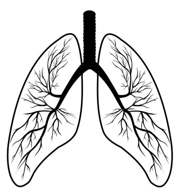 Tıp ve bilim. Ciğerlerin yapısı