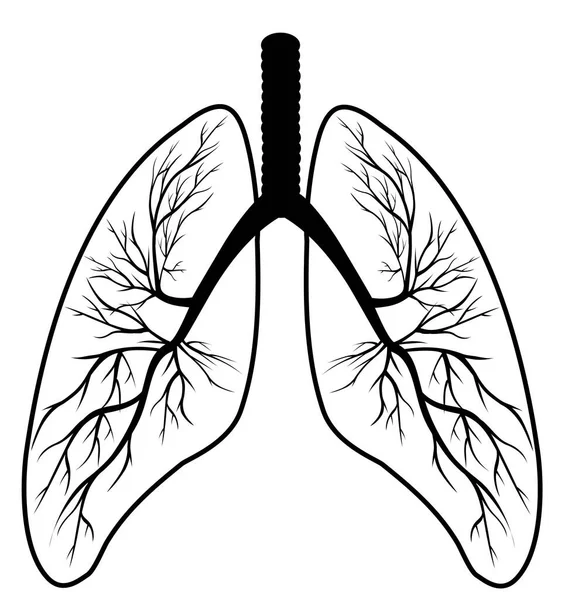 Medicina e scienza. La struttura dei polmoni — Vettoriale Stock