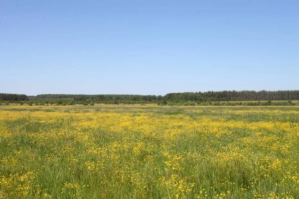 Yellow field. Republic of Mari El