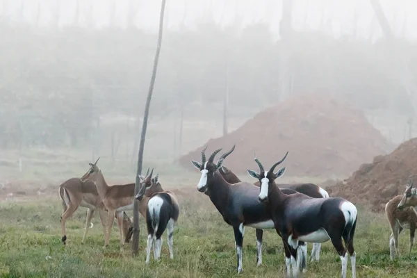 アッド野生動物 ライフ スタイル センターに掛かる霧の中で実行しているドル — ストック写真