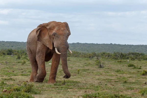 Elefante Con Pergamino Caminando Por Campo Imagen de archivo