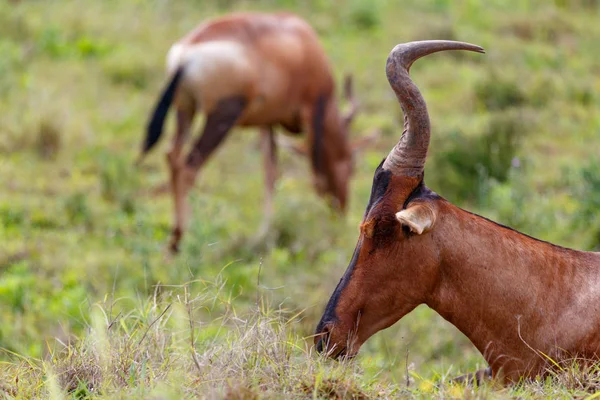 Kudu Couché Regarder Herbe Dans Champ — Photo