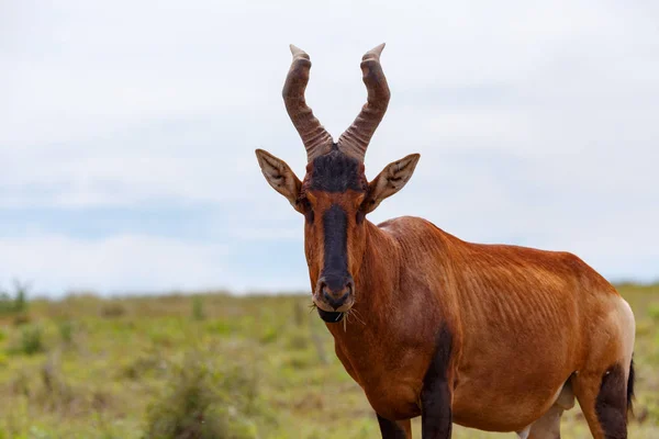 Kudu Debout Mâcher Sur Herbe Dans Champ — Photo