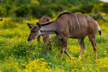 Kadın kudu alanında yürüyüş papatyalar tam