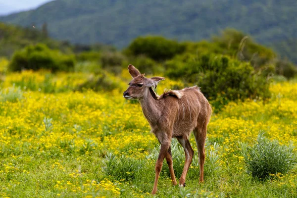 Bebé Hembra Kudu Caminando Entre Las Flores Margarita Campo —  Fotos de Stock