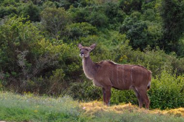 Kadın kudu ayakta alanında poz bir konumda