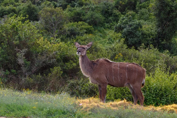 Kudu Hembra Pie Posición Posar Campo —  Fotos de Stock