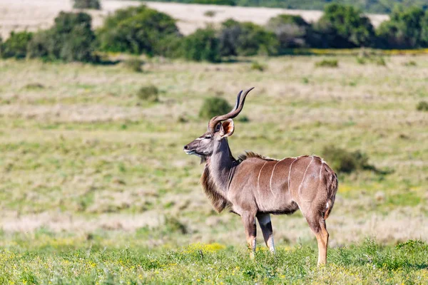 Männlicher Kudu Steht Stolz Auf Dem Feld — Stockfoto