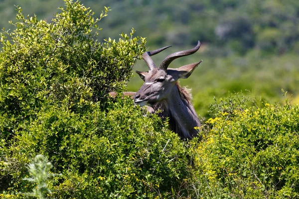 Kudu 분야에서 머리를 밖으로 튀어나와 — 스톡 사진