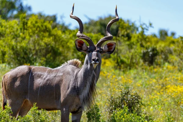 Nahaufnahme Eines Männlichen Kudu Der Dich Auf Dem Feld Anstarrt — Stockfoto