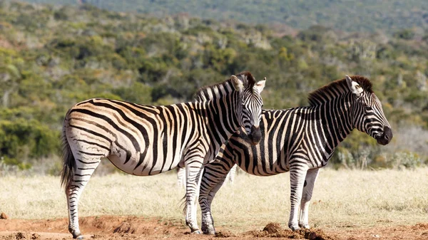 Two Zebras standing side by side waiting their turn at the watering hole