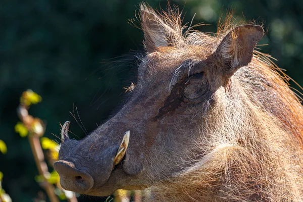 Nosem Skierowanym Strony Bliska Warthog — Zdjęcie stockowe