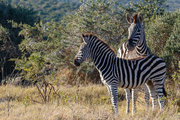 Zebras standing close to each other in the field