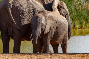 Anne ve bebek fil bağ Barajı