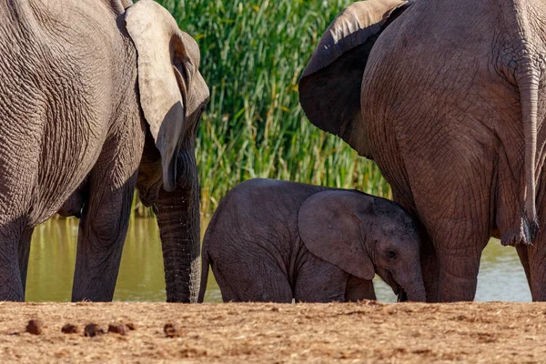Baby Elephant Stojący Między Innymi Przy Wodopoju — Zdjęcie stockowe