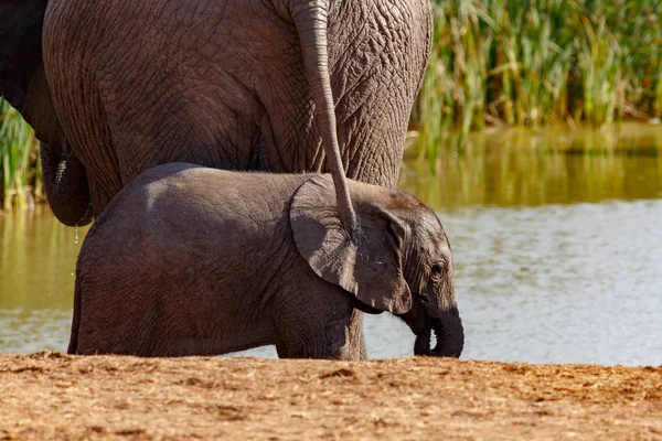 Cola Elefante Colgando Sobre Elefante Bebé Presa — Foto de Stock
