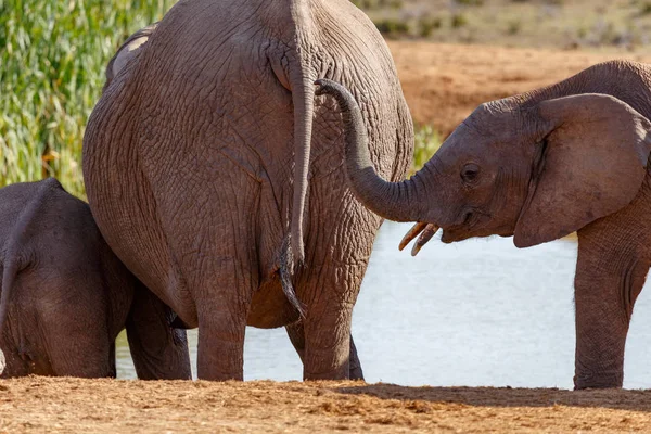 Elefante Extendiéndose Hacia Otro Elefante Para Tirar Cola —  Fotos de Stock