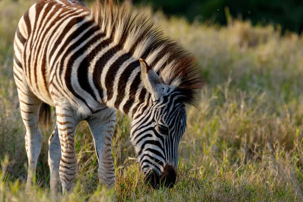 Baby Zebra Spiky Hair Eating Grass Field — Stock Photo, Image