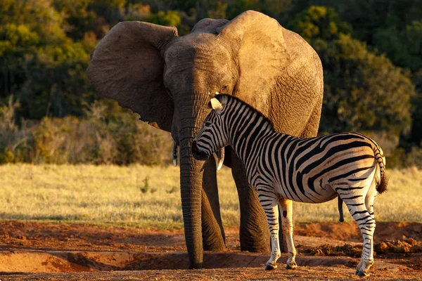 Elefante Cebra Pie Juntos Abrevadero — Foto de Stock