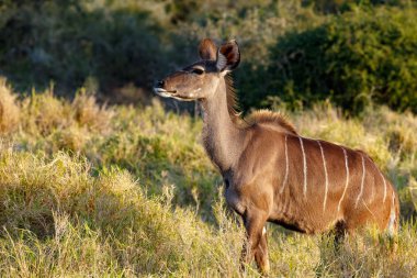 Kudu ayakta ve dümdüz alanını arıyorum