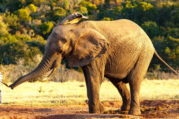 Elefante Agitando Cuerpo Abrevadero — Foto de Stock