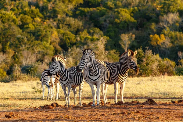 Três Zebras Lado Lado Proteger Umas Outras — Fotografia de Stock