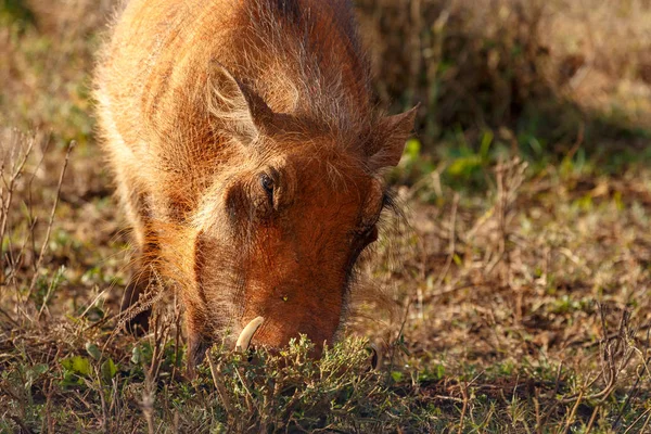 Warthog Pie Cavando Suelo Con Nariz — Foto de Stock