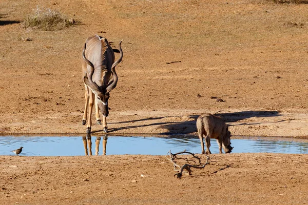 Kudu Állt Nézte Warthog Ivóvíz — Stock Fotó