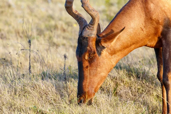 Крупный План Red Hartebeest Поедающего Траву Поле — стоковое фото