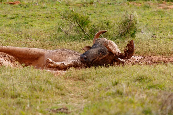 Buffalo Roulant Dans Une Flaque Boue Dans Champ — Photo