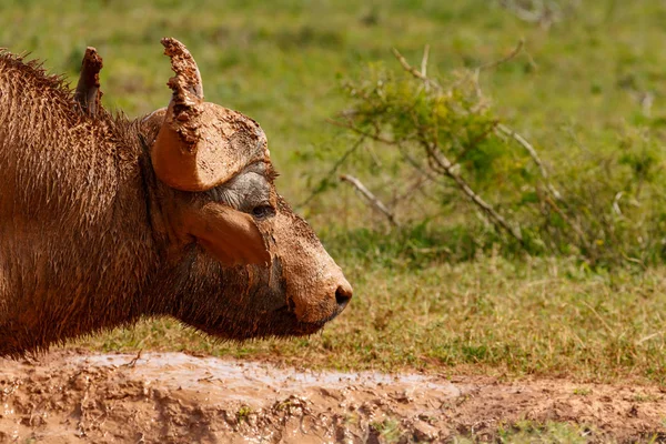 Bir Buffalo Alanında Yüzünde Çamur Ile Yakın Çekim — Stok fotoğraf