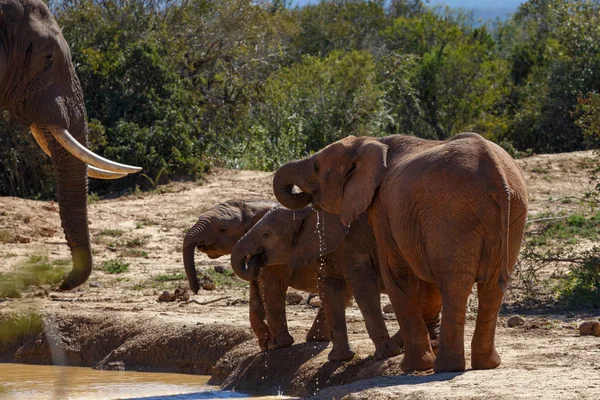 Elefante Familia Beber Agua Juntos Presa — Foto de Stock